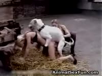 Two ladies having animal sex fun with dog